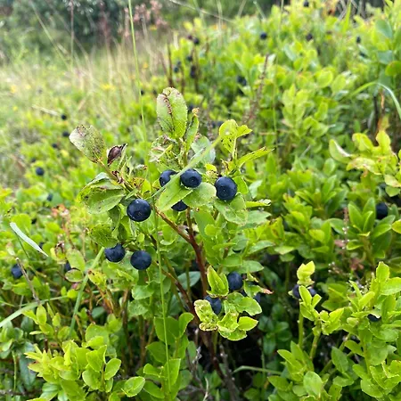 Alpesi faház Schroeckhuette Bad Hofgastein
